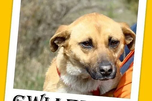 Mała,łagodna,grzeczna,tulaśna,towarzyska suczka GWIAZDKA.Adopcja,  dolnośląskie Wrocław