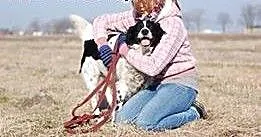 Molier wyrośnięty border collie, mazowieckie Wars