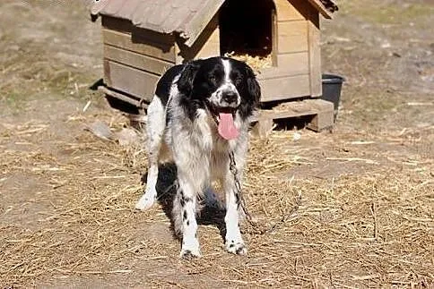 Molier wyrośnięty border collie,  mazowieckie Wars