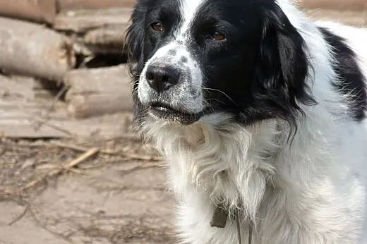 Molier wyrośnięty border collie,  mazowieckie Wars