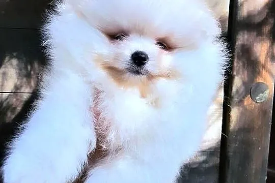 Szpic miniaturowy pomeranian bialy miś