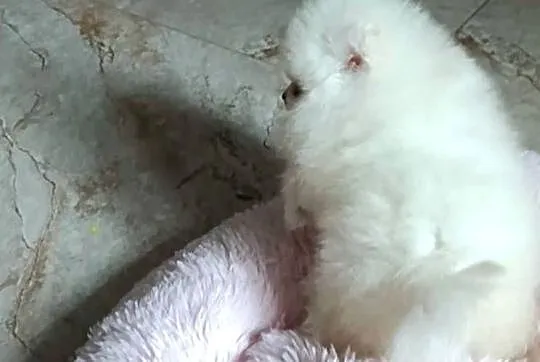 Szpic miniaturowy pomeranian bialy miś, Łódzkie, Pabianice