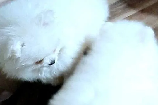 Szpic miniaturowy pomeranian bialy miś, Łódzkie, Pabianice