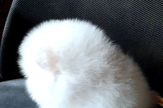 Szpic miniaturowy pomeranian bialy miś, Łódzkie, Pabianice