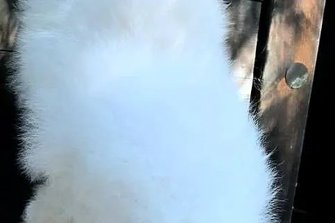 Szpic miniaturowy pomeranian bialy miś, Łódzkie, Pabianice