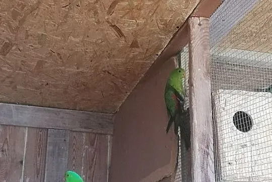 Papugi czerwonoskrzydłe para, Wilczyce