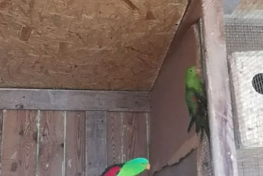 Papugi czerwonoskrzydłe para, Wilczyce