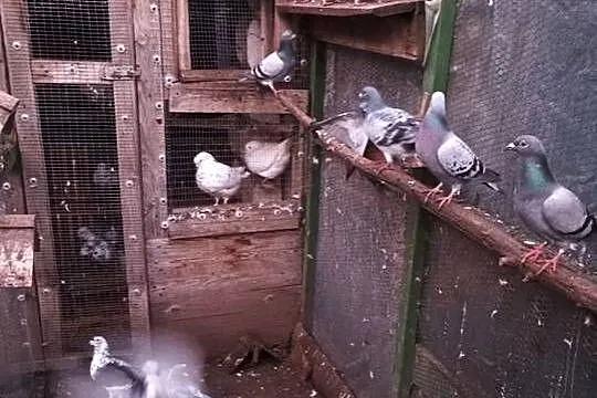 Zamienię gołębie pocztowe, Wielkopolskie, Kościan