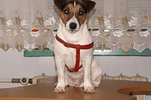 Jack Russell Terrier ,  dolnośląskie Wrocław
