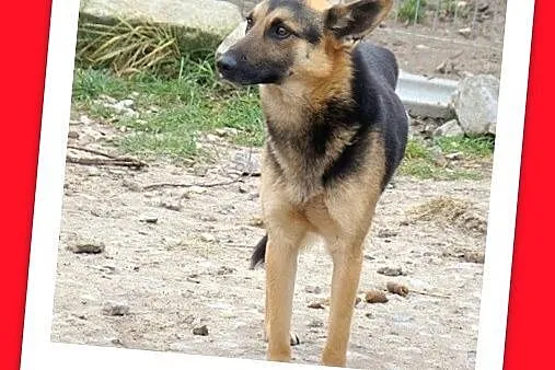 KIKU pies o trzech łapkach w typie owczarka,łagodny,nieśmiały_Adopcja_