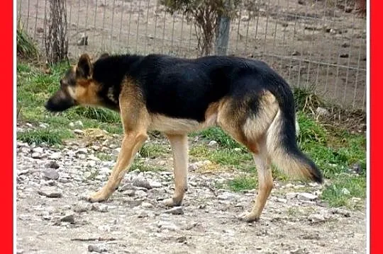 KIKU pies o trzech łapkach w typie owczarka,łagodn