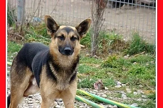 KIKU pies o trzech łapkach w typie owczarka,łagodn