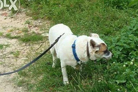Tola błaga o dom !!!,  śląskie Dąbrowa Górnicza