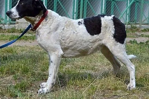 Elba - porzucona w okrutny sposób... A taka kochan