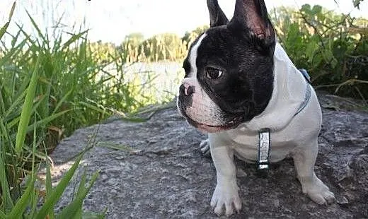 Francuski buldog , podlaskie Augustów