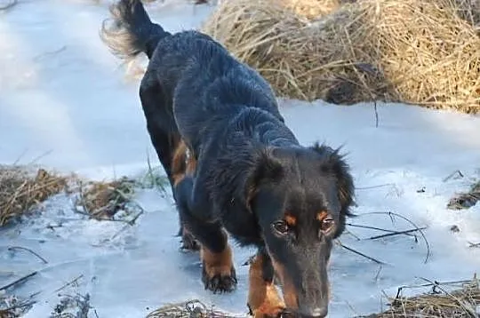 Śliczny jamniczek długowłosy do adopcji.