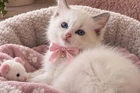 Kochane przytulaski ragdoll rodowód wyprawka nauczone czystości, Mazowieckie, Warszawa