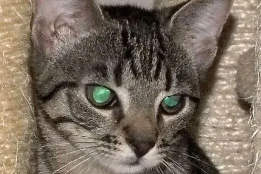 Pręgowana Żaba do adopcji :),  mazowieckie Warszawa