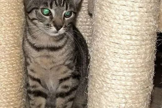 Pręgowana Żaba do adopcji :),  mazowieckie Warszaw