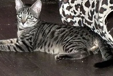 Pręgowana Żaba do adopcji :),  mazowieckie Warszaw