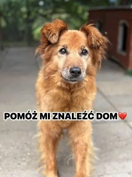 Sendi - uległa, delikatna, nieśmiała sunia  Smutna Sendi szuka swojego człowieka...Trafiła pod naszą