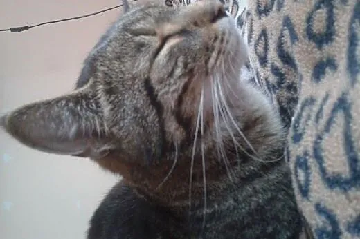 Znaleziona kotka na ulicy,  mazowieckie Radom