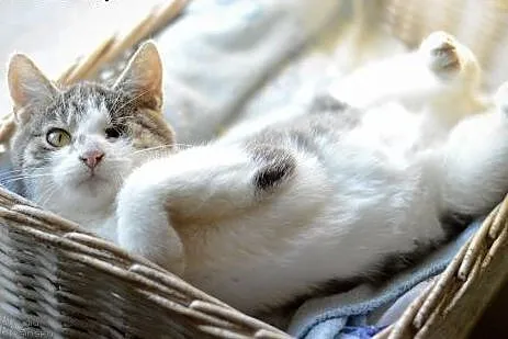 5 miesięczny Pirat, przyjazny, grzeczny KOCUREK adopcja, Koty pospolite cała Polska