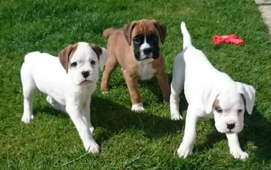 Szczenięta Boksera Bokserki do adopcji e-mail: :{{szalajkoomilena@gmail.com}}, , Krasków