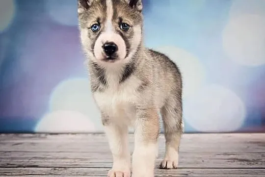 SZCZENIAKI SYBERIAN HUSKY, Oleśnica