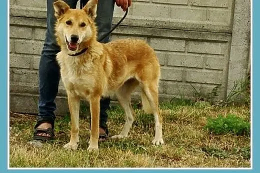 Mądra,łagodna,spokojna,średnia 18 kg ,śliczna sucz