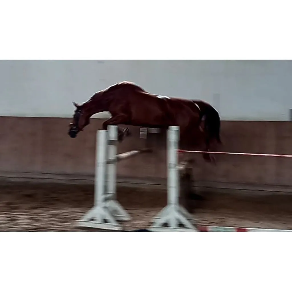 Klacz 5 lata, ,