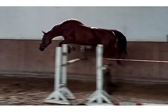 Klacz 5 lata, , 