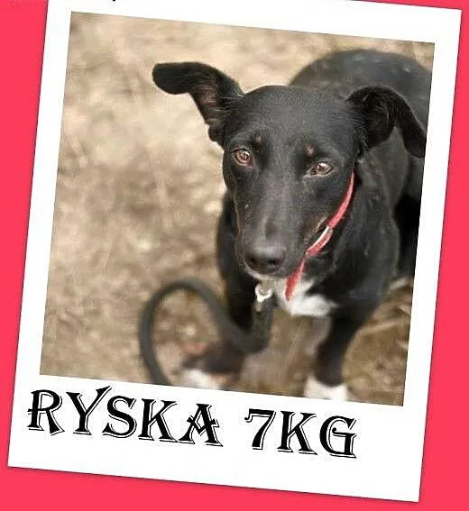 7kg,młoda 2 lata,delikatna suczka jamnik mix, łago