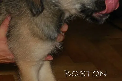 Inteligentny, kochający Boston prosi o dom,  Kunde