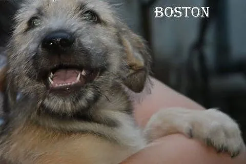 Inteligentny, kochający Boston prosi o dom,  Kunde