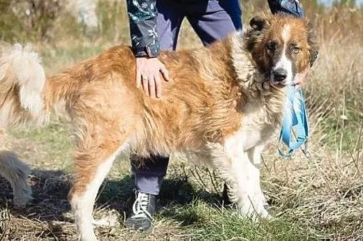 Piękny mix owczarka i bernardyna- ALFI_ przyjaciel