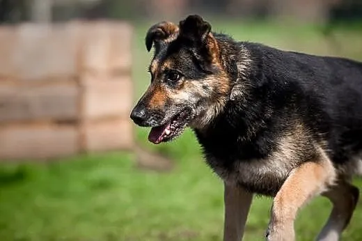 Leo - każdego dnia przy Tobie, na dobre i na złe:)