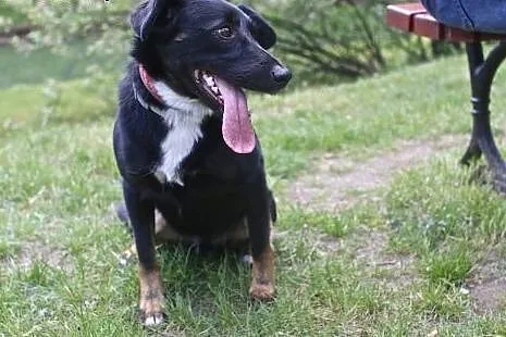W kategorii najdłuższy język świata wygrywa WILLY :),  mazowieckie Warszawa