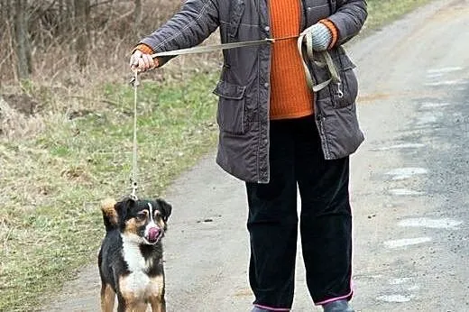 pies-Elton,  śląskie Częstochowa, Śląskie, Częstochowa