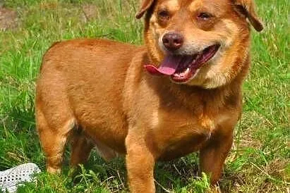MIĘTUS - świetny, wesoły mały psiak do adopcji,  m