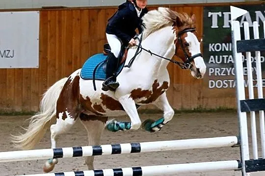 Kuc nauczyciel, , 