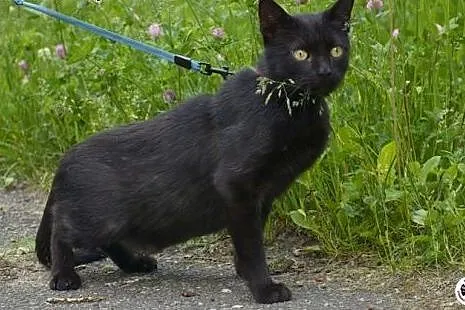 Czarna Orchidea wśród kotów czeka na dom,  śląskie