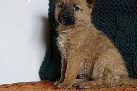 TOPI i TOFFI - maleńkie pręguski czekają na domki/