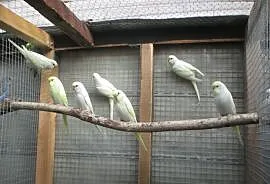 Papużki faliste 2015