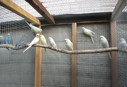 Papużki faliste 2015