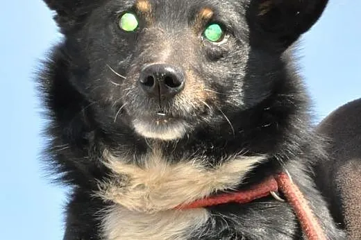 Gapcio kochany, niewielki, łagodny psiak ADOPCJA,  małopolskie Kraków