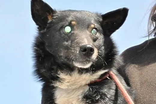 Gapcio kochany, niewielki, łagodny psiak ADOPCJA, 