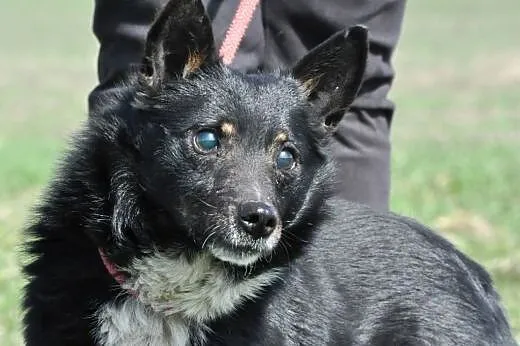Gapcio kochany, niewielki, łagodny psiak ADOPCJA, 