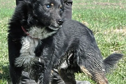 Gapcio kochany, niewielki, łagodny psiak ADOPCJA, 
