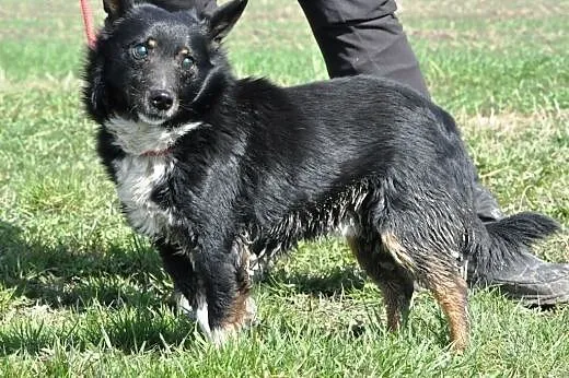 Gapcio kochany, niewielki, łagodny psiak ADOPCJA, 